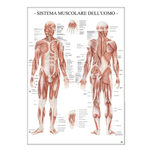 Carte Scientifiche Sistema muscolare