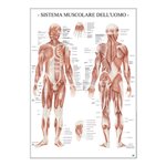 Carte Scientifiche Sistema muscolare