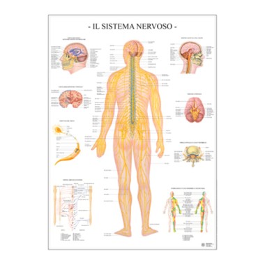 Carte Scientifiche Sistema nervoso