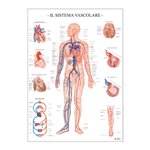 Carte Scientifiche Sistema vascolare