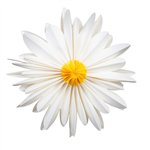 SIL Decor fiore paper 2d d.50 cm bianco